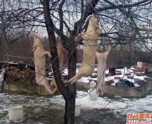 这年头猪都上树了，不信过来看看？(WWW.m2322.com)