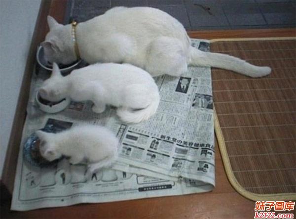 婆孙三代同框吃猫粮的场景(WWW.m2322.com)