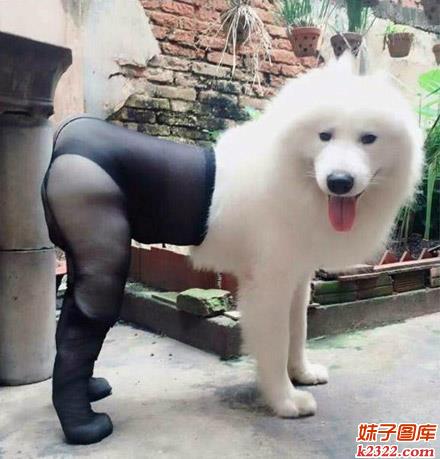 黑丝袜诱惑的性感狗狗图片(WWW.m2322.com)