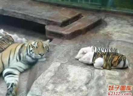 傻X图片：你以为穿上虎皮就变成老虎了吗？(WWW.m2322.com)