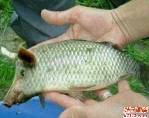 糗事百科图片：难道这是猪和鱼相爱的结晶(WWW.m2322.com)