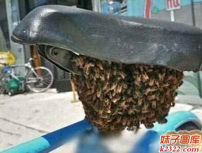 这蜂子真会找家啊 猜猜骑了这自行车会怎样(WWW.m2322.com)
