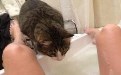 美女洗澡被猫咪看光光照片