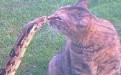 蛇与猫咪恋爱吗?倾情一吻 蛇与猫咪恋爱吗?倾情一吻
