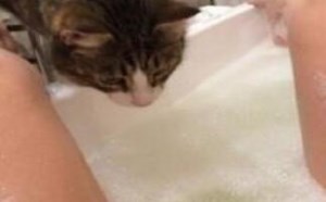 搞笑色猫咪偷看美女洗澡的图片