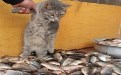 猫咪都看傻眼了，不知道选哪条鱼好！