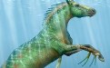 海马就应该长成这样才算完美 海马就应该长成这样才算完美
