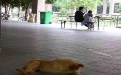 大学男女校园秀恩爱 单身狗表示看不下去 大学男女校园秀恩爱 单身狗表示看不下去