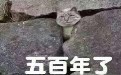 师傅,我都等你500年了,你咋还不来救我呢? 师傅,我都等你500年了,你咋还不来救我呢?