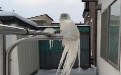 可怜的鸟儿被冻成了冰块 东北真不适合居住