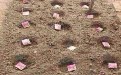 种瓜得瓜 种钱得钱,可信吗? 种瓜得瓜 种钱得钱,可信吗?