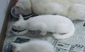 婆孙三代同框吃猫粮的场景 婆孙三代同框吃猫粮的场景