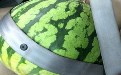 夏天西瓜怎能少,保护好西瓜万岁! 夏天西瓜怎能少,保护好西瓜万岁!
