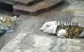 傻X图片:你以为穿上虎皮就变成老虎了吗? 傻X图片:你以为穿上虎皮就变成老虎了吗?