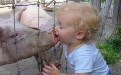 小宝宝的初吻就这样给了猪先生