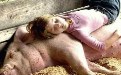 小女孩睡在猪背上是不是很舒服啊