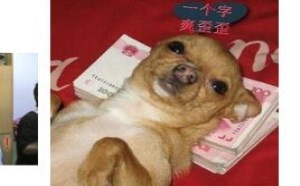 搞笑吧：一个字爽歪歪狗表情图片
