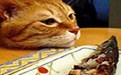 猫咪一脸心事的样子超可爱 猫咪一脸心事的样子超可爱