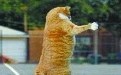 猫咪的屁威力这么大,竟能升天? 猫咪的屁威力这么大,竟能升天?