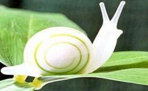 社会百态图片超级漂亮的蜗牛