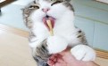 猫咪舔棒子的动作看上去有些邪恶图片 猫咪舔棒子的动作看上去有些邪恶图片
