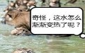 猴子惊讶,为什么这水越洗越热了呢? 猴子惊讶,为什么这水越洗越热了呢?
