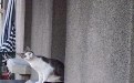 互相打招呼的猫咪和老头图片 互相打招呼的猫咪和老头图片