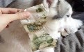 还好是1元,若是100元,主人有何感想 还好是1元,若是100元,主人有何感想