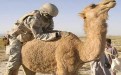一看就是个外行人 有你这样骑骆驼的吗？