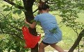 女汉子想吃果子,爬树一级的棒 女汉子想吃果子,爬树一级的棒