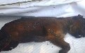 领导到农家乐吃狗肉 竟然上了盘烤全狗 领导到农家乐吃狗肉 竟然上了盘烤全狗