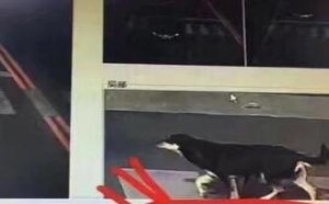 社会百态图片：尼玛这个违章竟是日了狗